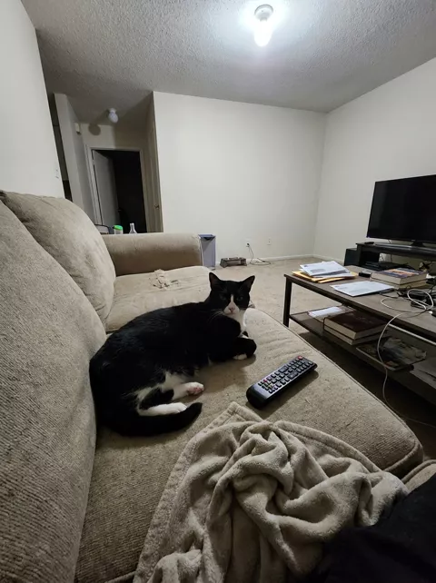 The source photo: a tuxedo cat on a sofa in a dim room