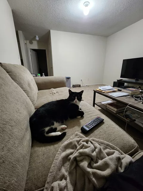 The same tuxedo cat on the sofa